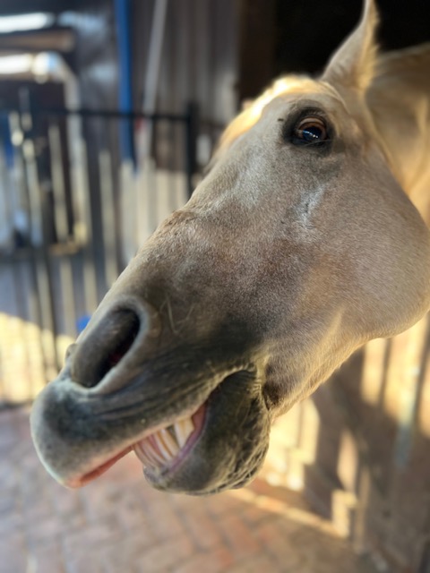 Horse face